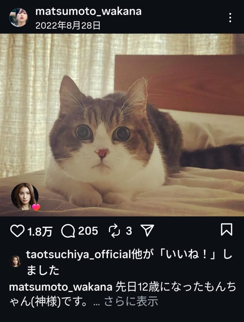 松本若菜 愛猫 もずくちゃん