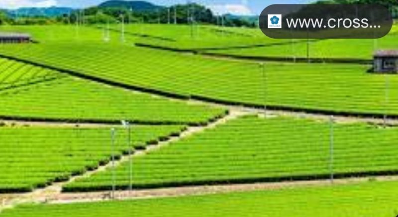 黒木瞳さんの感性を育んだ故郷・福岡県八女市の美しい風景（イメージ）