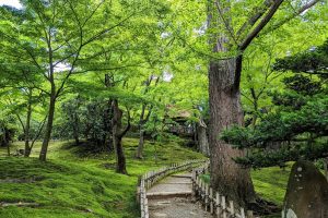 金沢の歴史を物語るような美しく厳かな日本庭園の風景